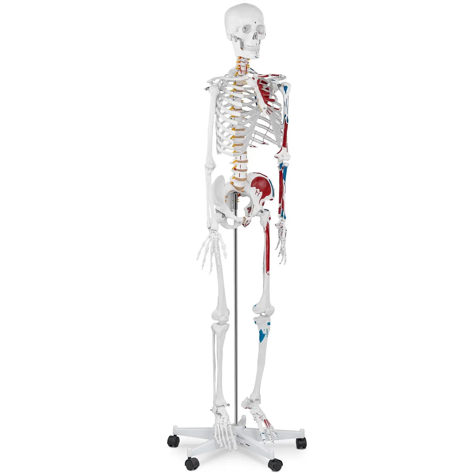Модел Скелет - В реални размери - цветен