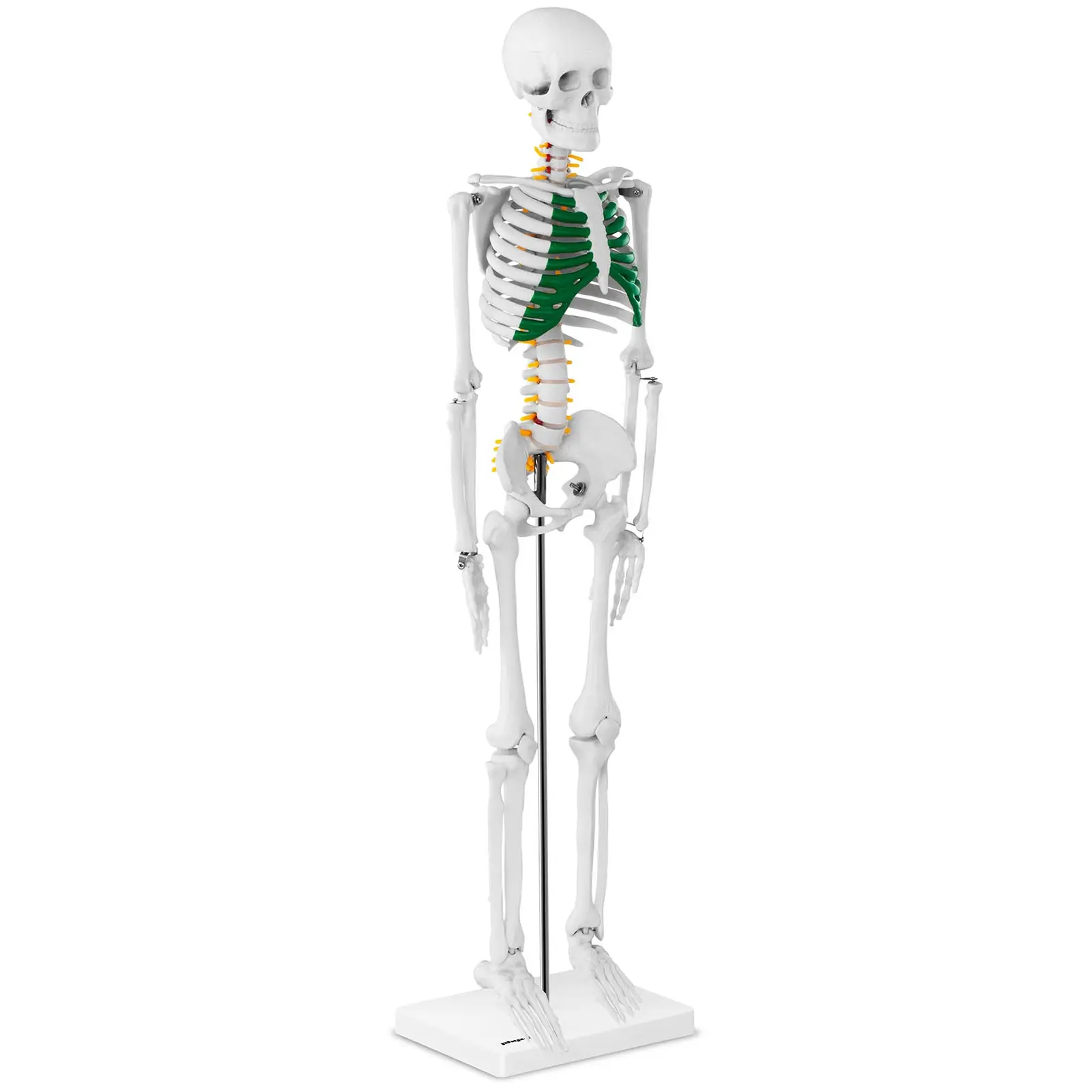 Миниатюрен скелет - 85 см