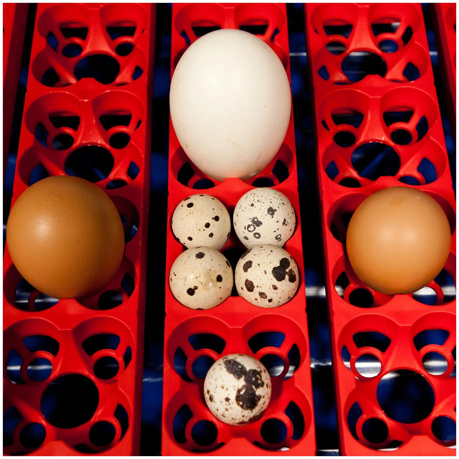Инкубатор - 49 яйца - включително система за поливане - напълно автоматичен