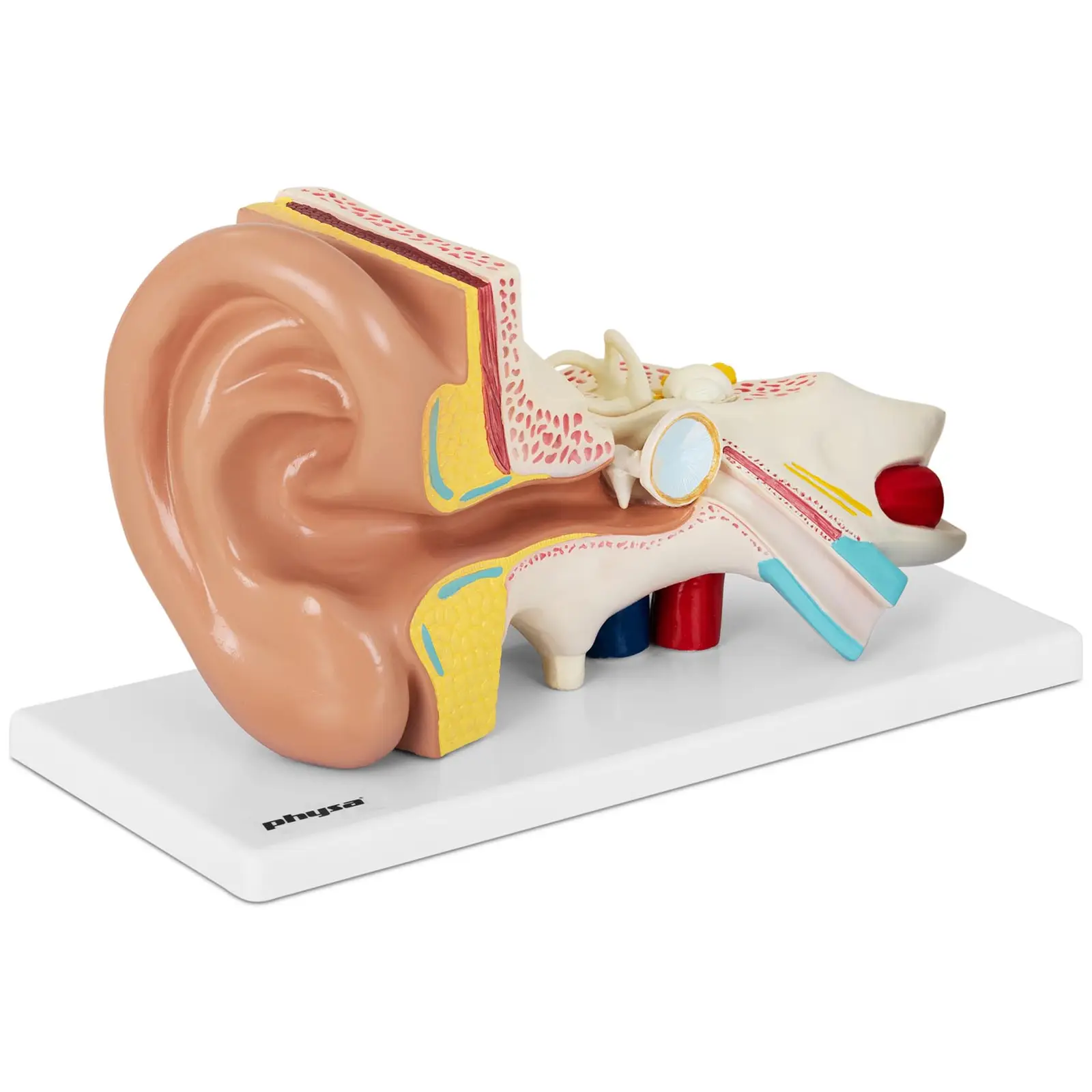 Модел на ухо - разделя се на 4 части - 2 пъти на реалния размер