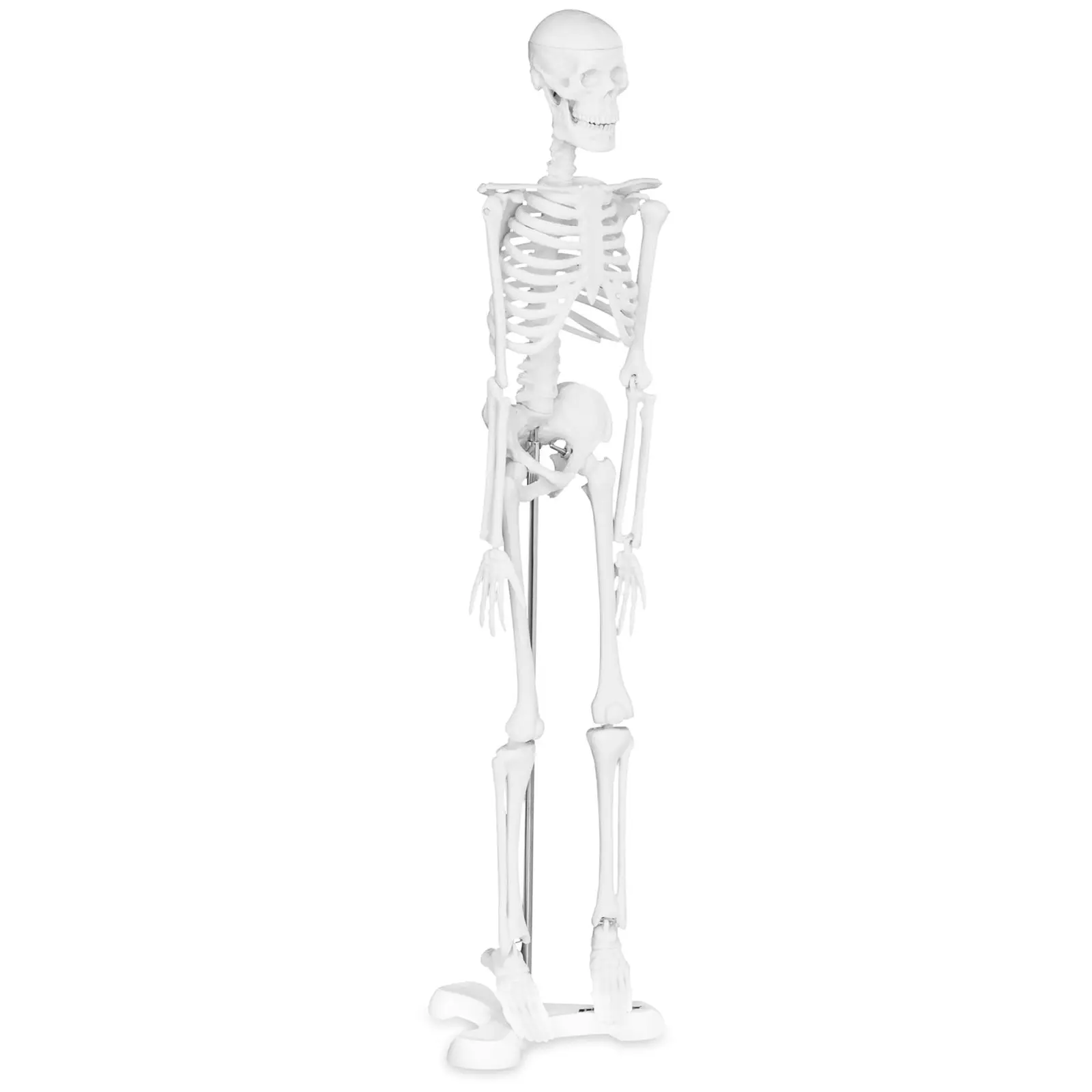 Миниатюрен скелет - 45 см - мащаб 1:4