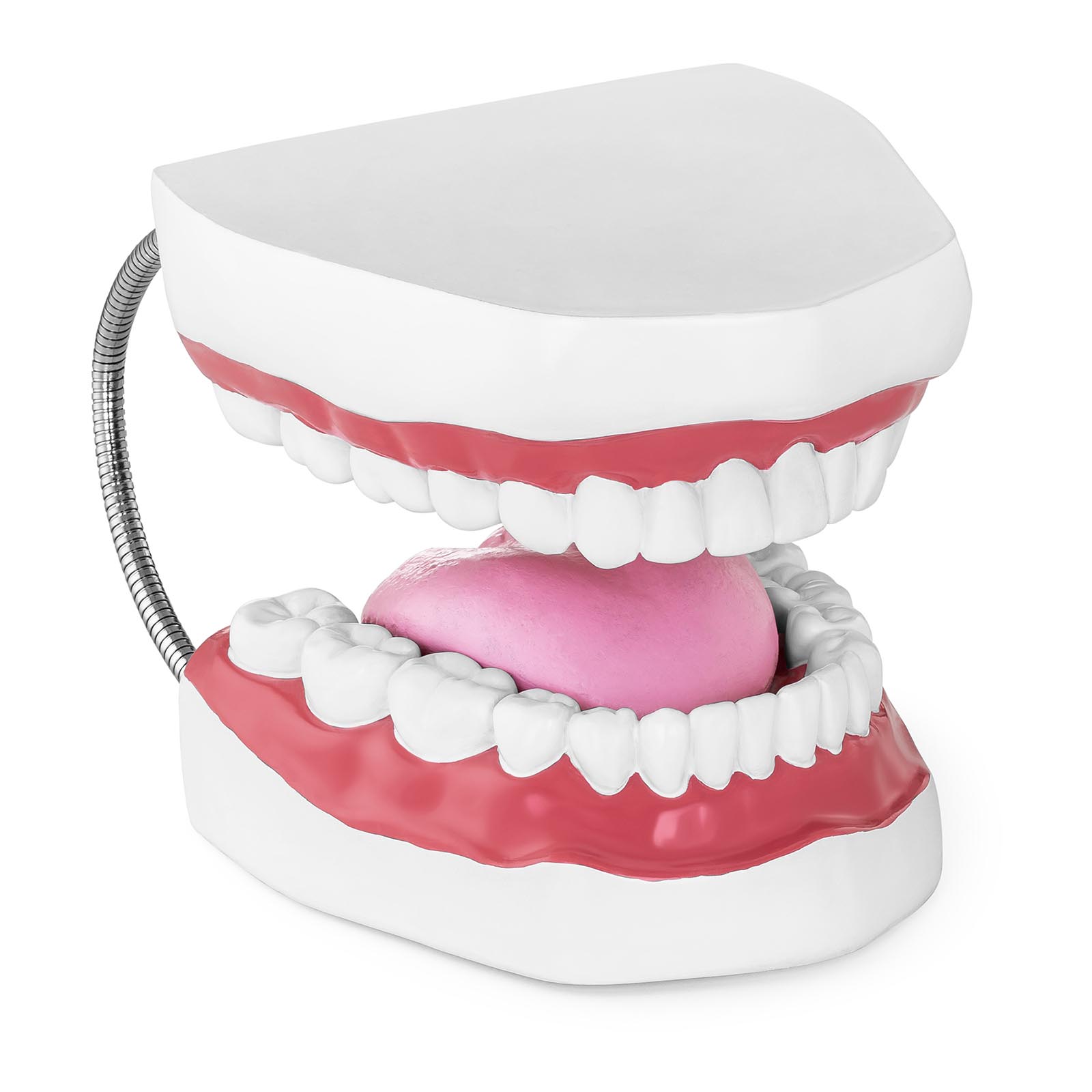 Модел на зъби - Комплект зъби