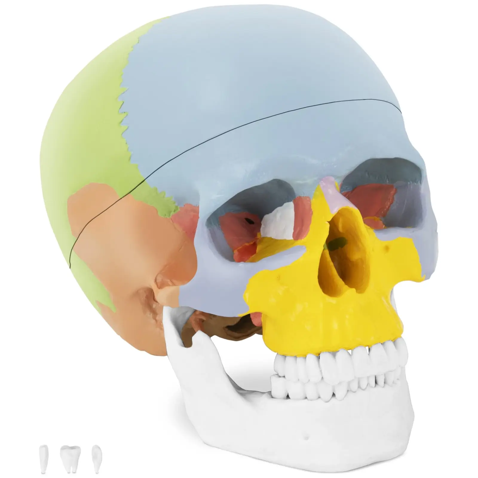 Модел на череп - цветен